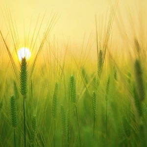 barley-field-1684052_640